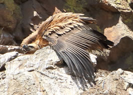 Juvenile Griffon Vulture